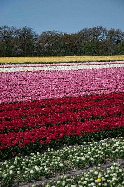 United colors of flowers II von Arthur Wijnen