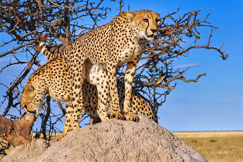 Frères guépards, faune sauvage de Namibie par WiWo