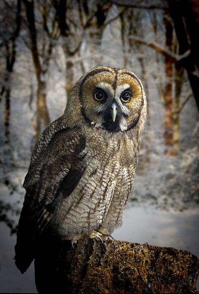 great-grey-owl-hybrid-snow-website by HMS