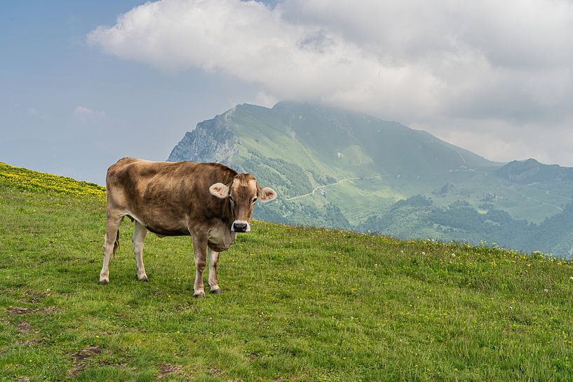 Mountain cow on Monte Baldo at 1760 metres altitude by Jeroen de Jongh Photography