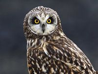 Portret van een Velduil