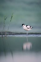 Auf dem Wasser stehend