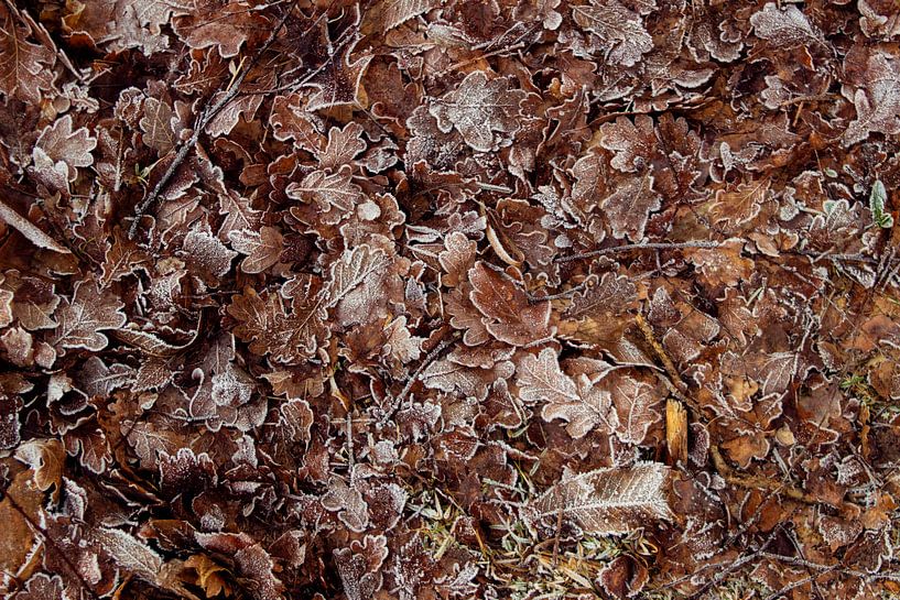 Feuilles d'hiver par Milou VDB