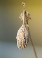 verlaten herfstbloem in de winter