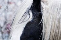 Tinker mit blauen Augen