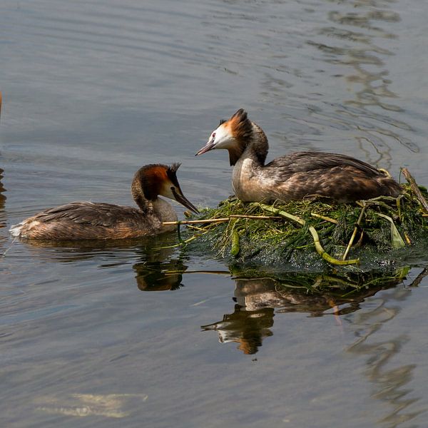 Verliefde futen tijdens de broedperiode by Abra van Vossen