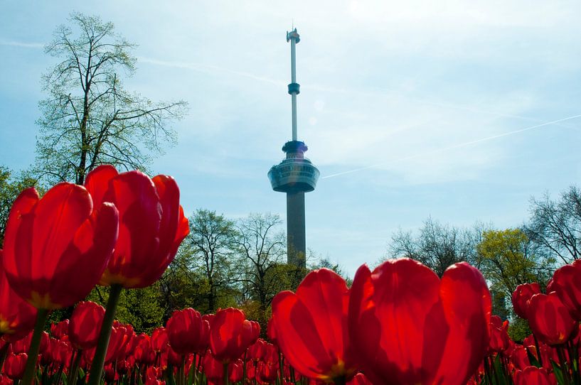 Tulpen in Rotterdam bij de Euromast by Thomas Poots