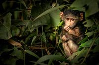 Affenbaby im Dschungel