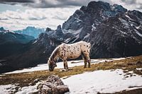 Pferd hoch oben in den Bergen