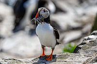 Papageientaucher / Papageientaucher