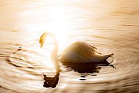 Der Schwan und die Sonne