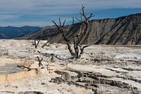 Sources chaudes de Mammoth PN de Yellowstone