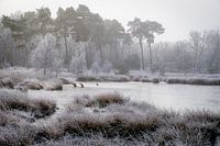 Winter bij het Kogelven op de Kampina