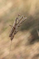 Mantis religiosa