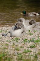 Cygne, enfants de cygne, bébé cygne
