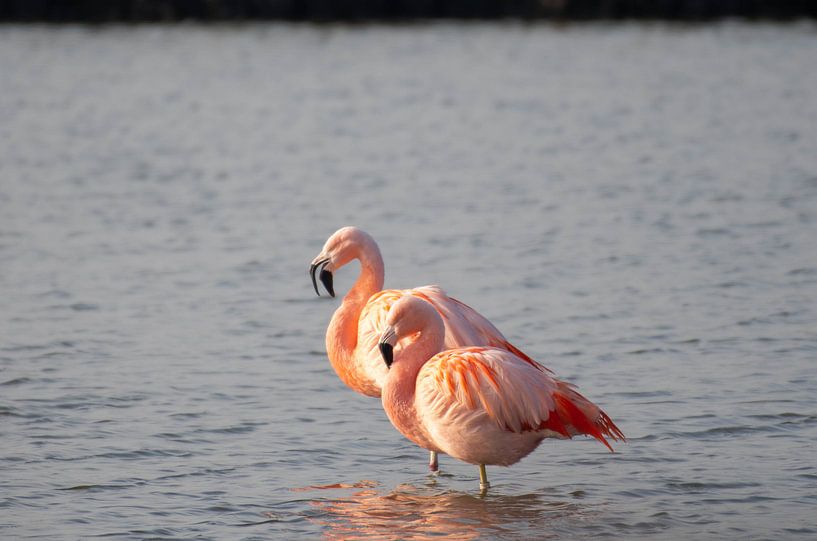 Flamingo par Merijn Loch