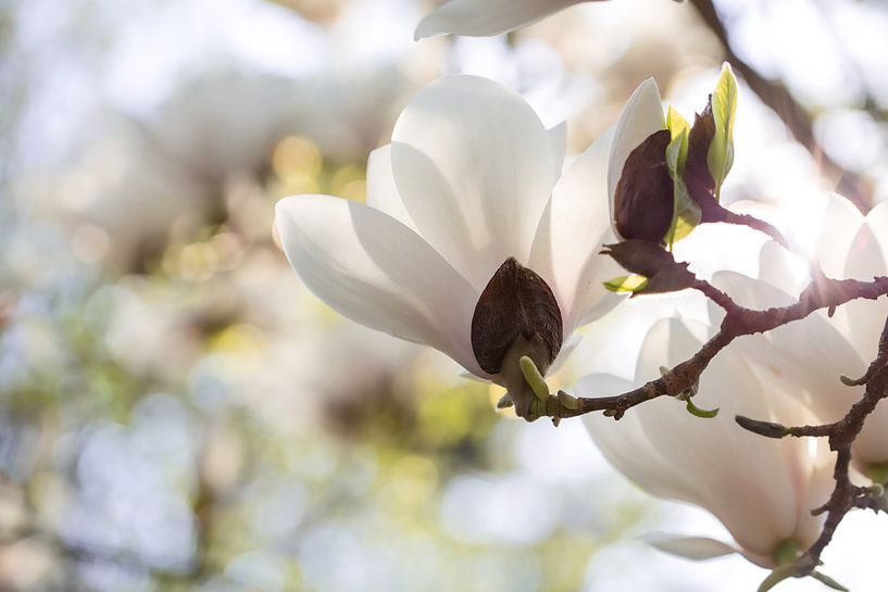 White magnolia by Martina Weidner