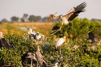 Nimmersatt im Anflug