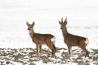 La survie en février