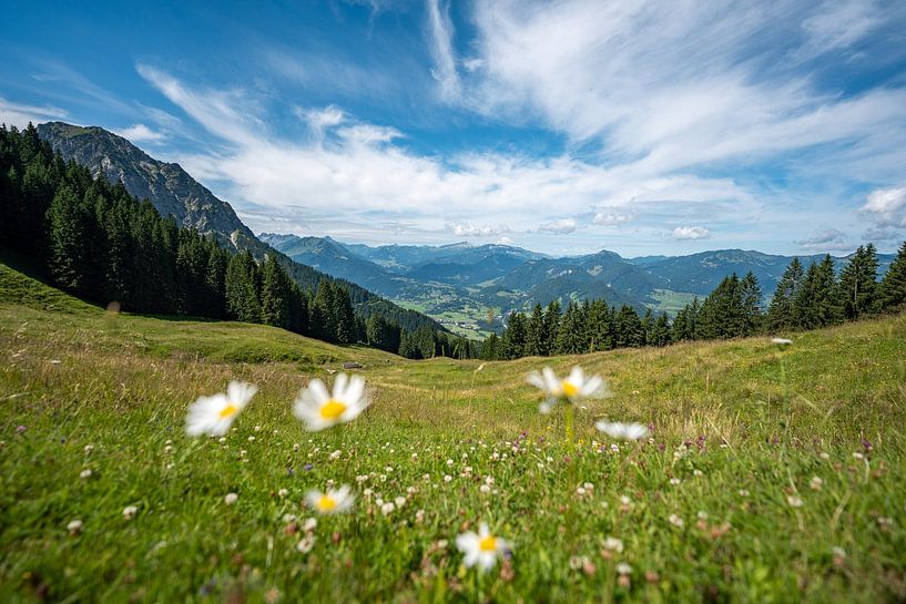 blumiger Blick auf das Rubihorn und die Allgäuer Alpen von Leo Schindzielorz