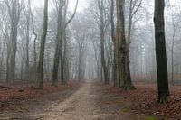 Misty Amerong forest