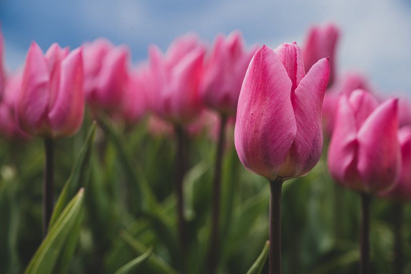 Bright pink tulips by Daphne Plaizier