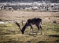 Image en couleur d'un cerf dans la zone de dunes en Hollande du Nord, Pays-Bas