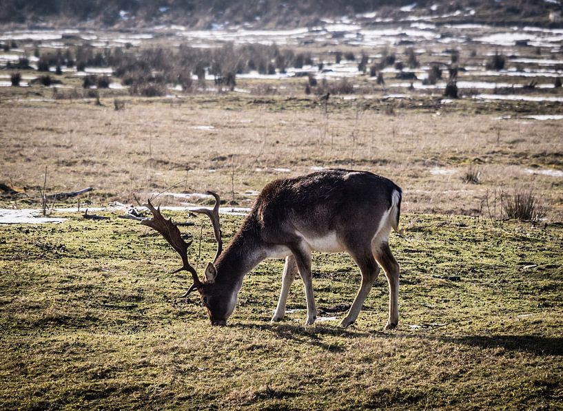 Image en couleur d'un cerf dans la zone de dunes en Hollande du Nord, Pays-Bas par Hans Post