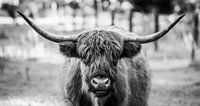 Panorama black and white portrait - Scottish Highlander