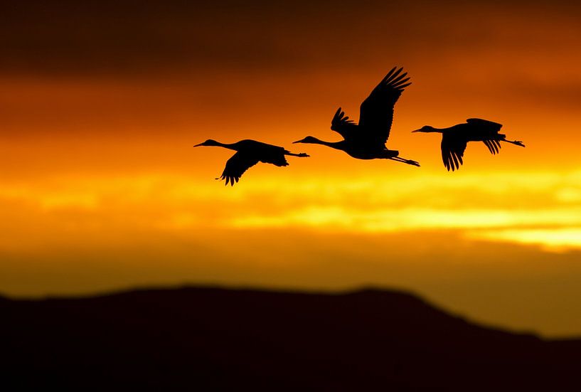 Three flying Sandhill Cranes (Grus canadensis) by AGAMI Photo Agency