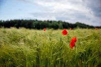 Poppy in the field