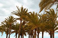 Palm trees - Villajoyosa, Spain