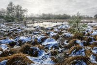 Naturschutzgebiet, tiefstehende Wintersonne, Nebel und Schnee,