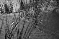 Marram grass on the dune