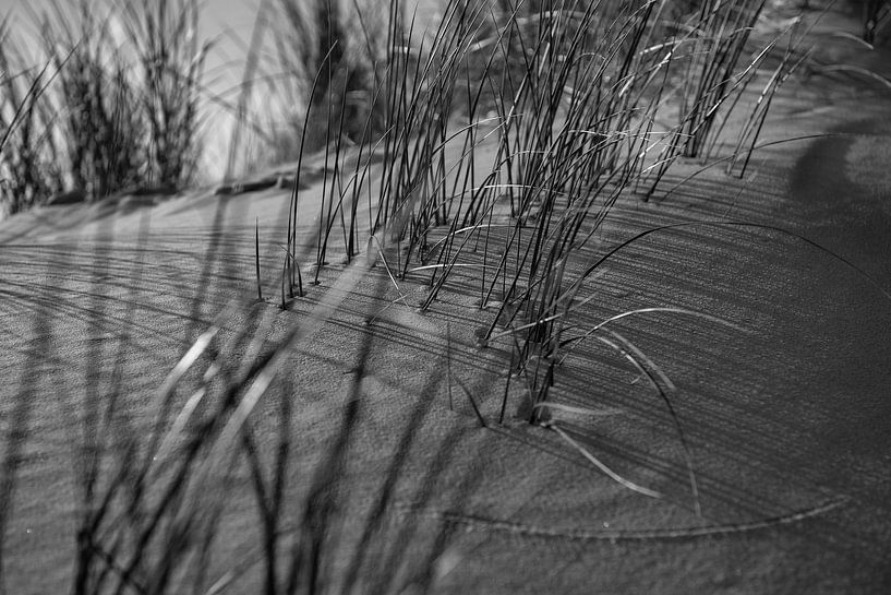Marram grass on the dune by Rob Donders Beeldende kunst