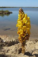 Yellow Broomrape