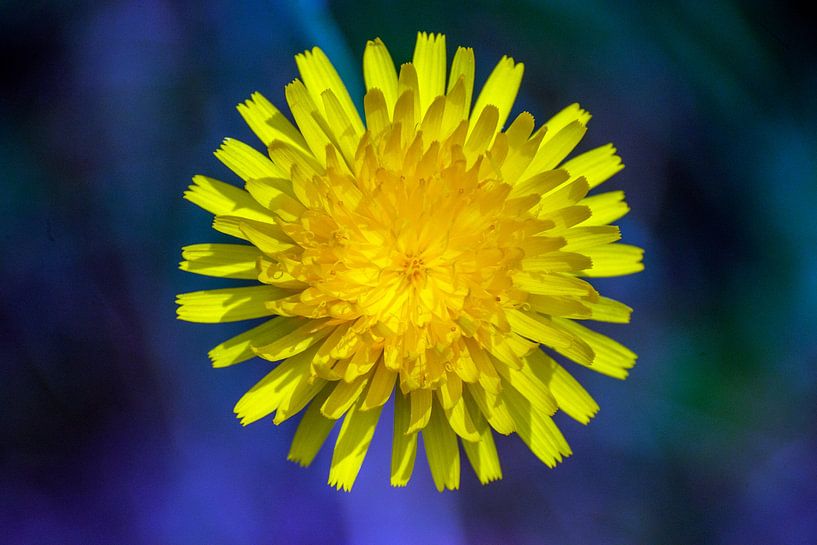 Daisy in Blue by Fabrizio Gallo