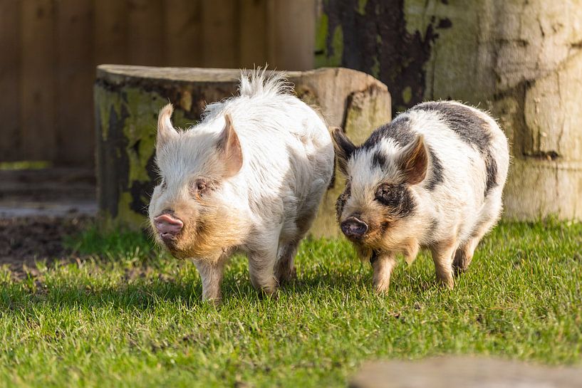 Trüffel und Bobbie laufen glücklich von Reversepixel Photography