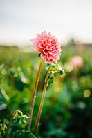 Roze Dahlia met waterdruppels