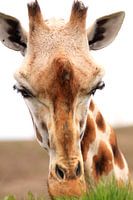 Portrait de girafe herbivore