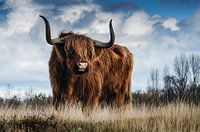 Scottish Highlander