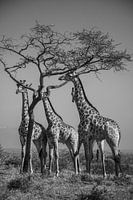 Group of giraffes eating acacia tree
