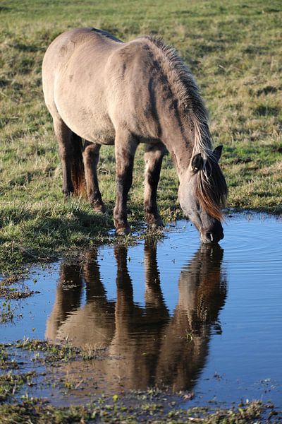 Trinkender Konik-Pferd von Joy of Light Photography