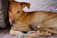 Chien errant Panama City