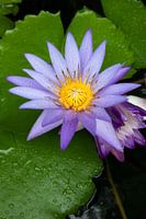 Lotusblume in Thailand