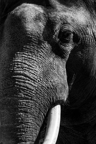 Asian Elephant with large white tusks close up portrait by Sjoerd van der Wal Photography