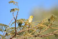 White-plumed Honeyeater