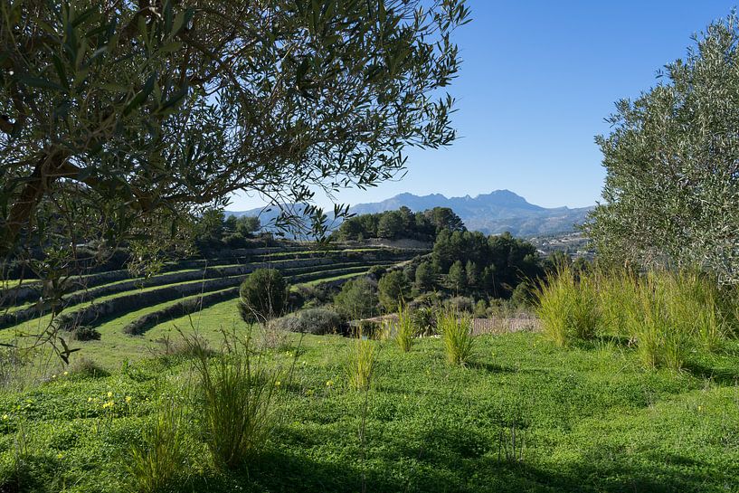 Gras und Klee unter dem Olivenbaum von Adriana Mueller