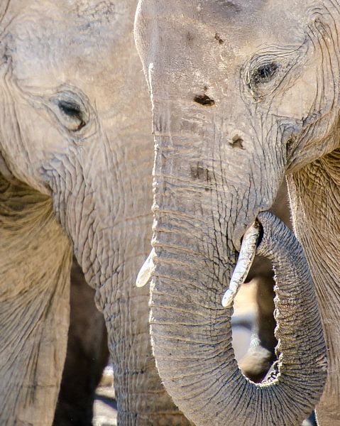 Rondhangen bij de waterplaats  by Jeroen Kleverwal