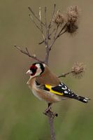 Chardonneret (Carduelis carduelis)